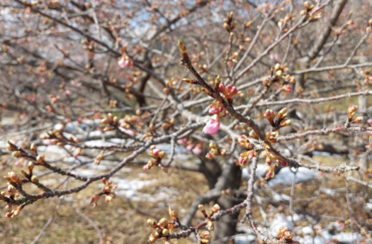 かわつ桜の蕾